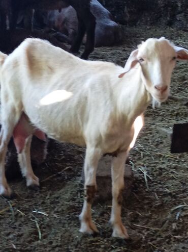 Другие животные: Продаю коз больших средних и маленьких .чистой породы молочные