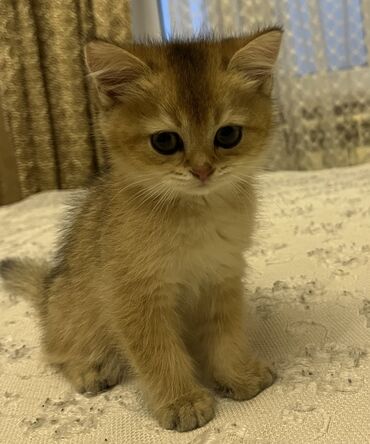 pişik həkimi: Qızıl şinşilla, Erkək, Yaxşı əllərə, Ünvandan götürmə, Ödənişli çatdırılma