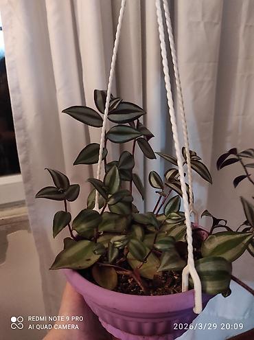 nokia yarpaq: Tradescantia zebrina dekorativ otaq bitkisi. - Yarpaqlar — 1