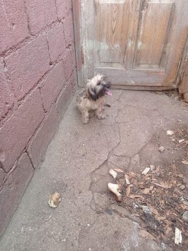 İtlər: Bolonka, 8 ay, Erkek, Sənədli, Ünvandan götürmə — 7