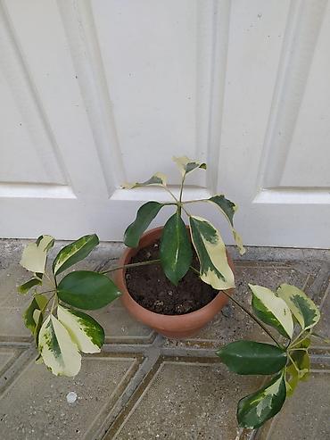 монстера: Otaq bitkiləri dəsti - Monstera deliciosa (dərin yarıqlı iri yaşıl — 7
