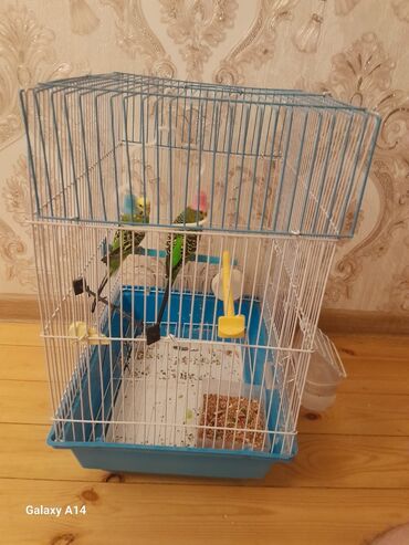 hamster evi: Ev quşlari