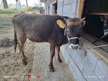 Коровы, быки: Продаю | Тёлка | Швицкая | Привязанные — 1