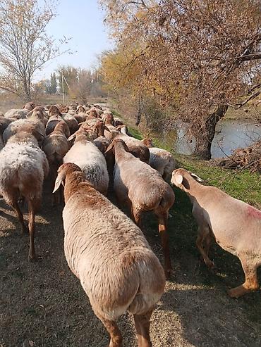 простые куры: Продаю | Овца (самка) | Для разведения — 1