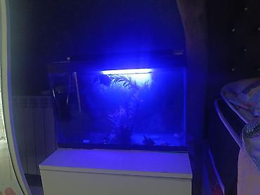 100 l akvarium: Salam. Akvarium satılır. 0.60x0.40x0.25. Balıqlar, şüşə təmizləyən — 1