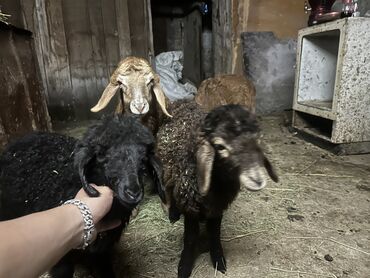 продается коза: Продаю | Овца (самка), Ягненок | Полукровка, Эдильбаевская | На забой, Для разведения