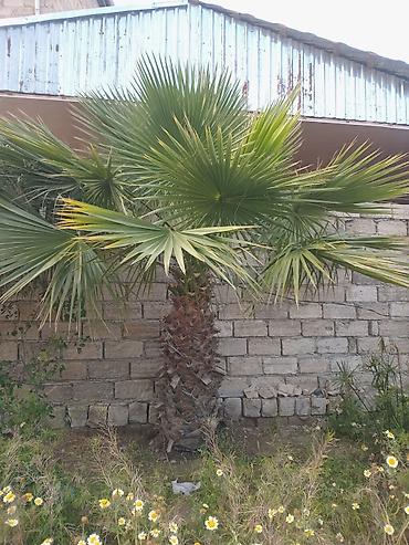 palm angels: Dekorativ Xurma Palmaları – həyət və bağlar üçün - Növ: Xurma — 5