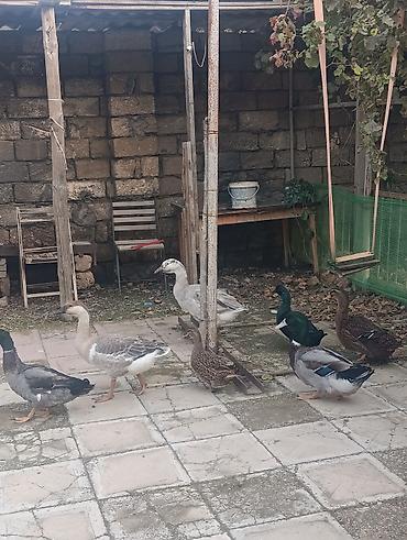 bildircin eti satisi: Ördek və qaz sürüsü ​Qaz: Bir cütü 5 aylıq - 60 m ​Kayuqa (ördək — 2