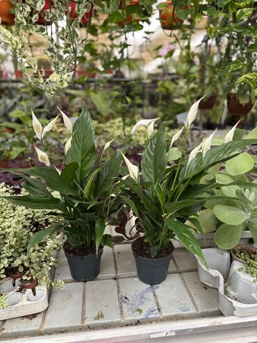 xarı bülbül gülü satışı: Spathiphyllum 25-40azn kalanxoe 10azn mavi orxideya 45azn mədinə