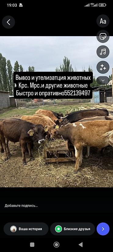 Услуги по вывозу и утилизации животных. - Принимаем: КРС, МРС и