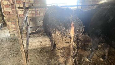 Коровы, быки: Продаю | Корова (самка) | Для разведения | Привязанные — 14