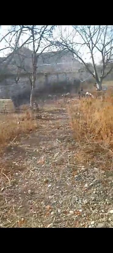 Torpaq sahələrinin satışı: 6 sot, Kupça (Çıxarış) — 21