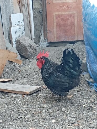 Digər kənd təsərrüfatı heyvanları: Saatirir avstrolop xoruzu 60 manata saatilir 070 516_44_41hemde eleq