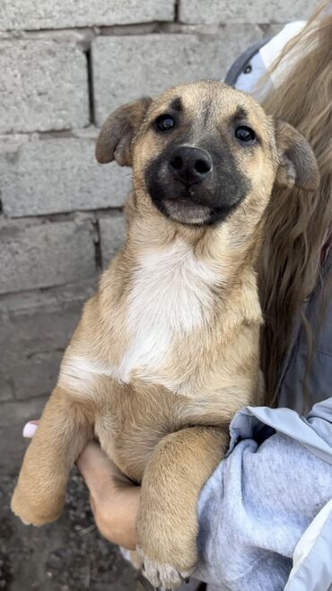 Отдам даром собаку: Собака даром: Дворняжка, 4 месяца, Самка, С прививкой — 9