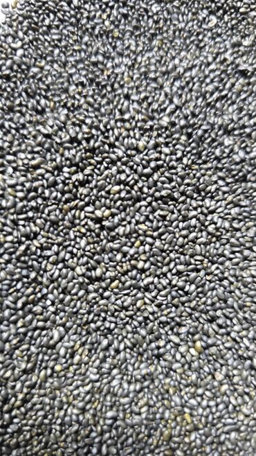 Кормовые растения: Семена кормовых растений: Эспарцет, Самовывоз, Платная доставка — 8