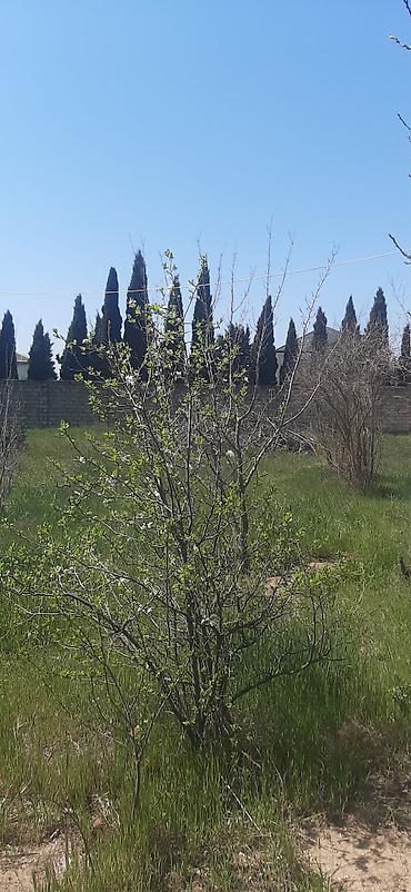 Torpaq sahələrinin satışı: 9 sot, Tikinti, Mülkiyyətçi, Kupça (Çıxarış) — 5