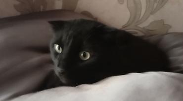 кошка черная: 2 года, Мальчик, Черный — 1
