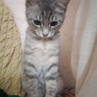шатланский кот: Продою кошку 4 месяца полу шатланский стоимость 5000сом латок всё до