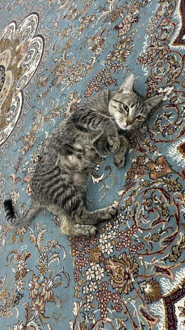 объявление продам собаку: Домашний короткошёрстный котёнок/кошка тигрового окраса. - Окрас