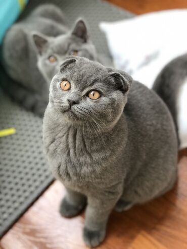 Pişiklər: Britan, Dişi, Erkək, Ünvandan götürmə — 13