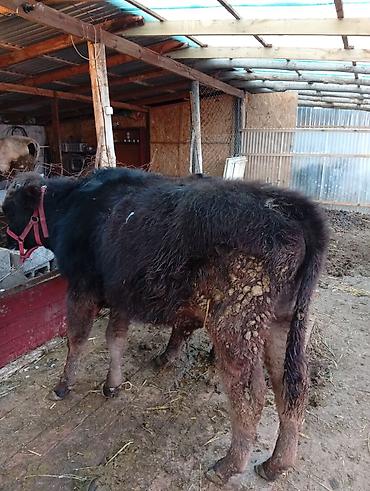 Коровы, быки: Продаю | Бык (самец) | На откорм | Привязанные — 7