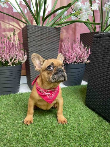 Psi: Odgajivacnica "Happy Puppies" ima u ponudi prelepe stence francuski na lalafo.rs — 9 Psi: Odgajivacnica "Happy Puppies" ima u ponudi prelepe stence francuski — 9