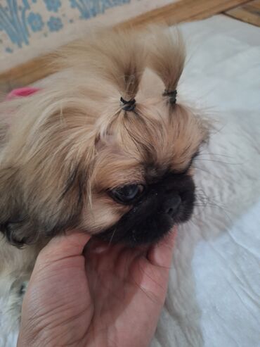 собака бу купить: Pekines, 3 ay, Dişi, Peyvəndli
