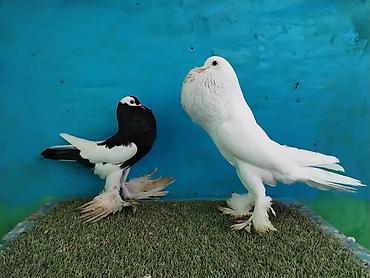 Göyərçinlər: Satilir pomeran Dutular 2 Cut Var cutu 120 Manatdi Bir cut Ag Qara Var — 19