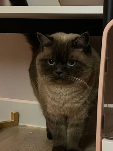 дом для котов: Мышык бекер берилет: Гималай, 3 жаш, Ургаачы, Лотокко барууга үйрөтүлгөн