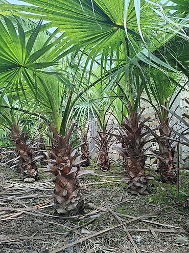 Çöl bitkiləri: Ağac, gullerin satişi — 3