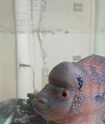 Рыбы: Цихлид, Хищные — 3