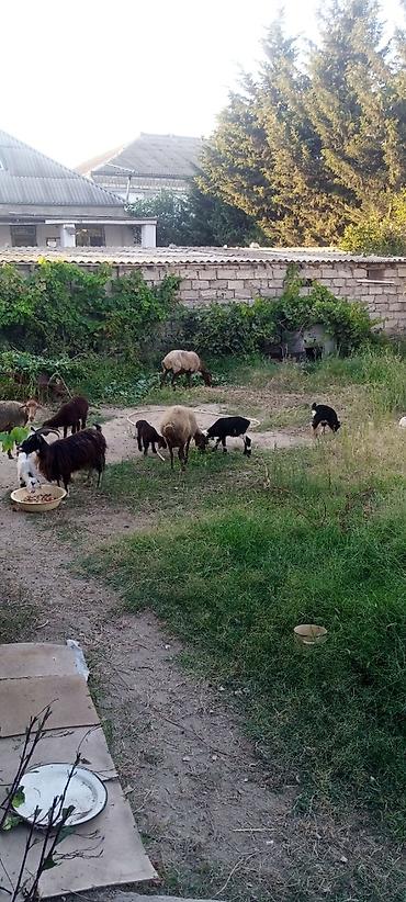 keçi şəkilləri: Satış: xırdabuynuzlu heyvanlar sürüsü - Növ: qoyun və keçi qarışıq — 1