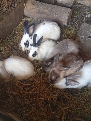 Dovşanlar: SALAM 14 DƏNƏDİ OPTOM ALANA ENDİRİM Erkeklerni kesen 3kq Biri 12den — 11