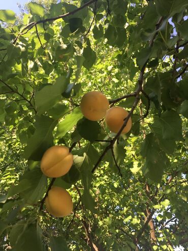 Bağ evlərinin satışı: Xudat, 80 kv. m, 8 otaq -da lalafo.az — 5 Bağ evlərinin satışı: Xudat, 80 kv. m, 8 otaq — 5