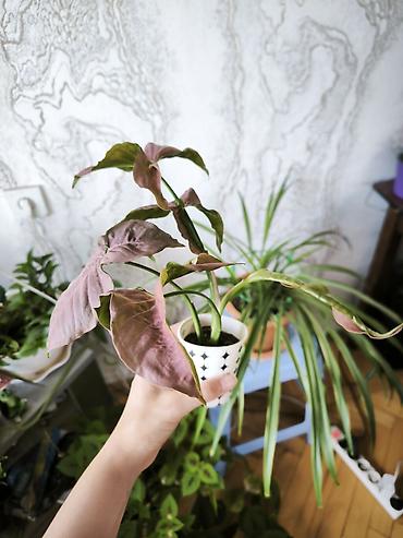 gilas bagi satilir: 🌿 Syngonium Neon Pink satılır! 💗 Gözəl çəhrayı yarpaqları ilə evinizə — 2