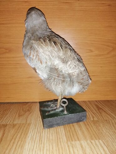 Ptice: Preparirana ptica — 4