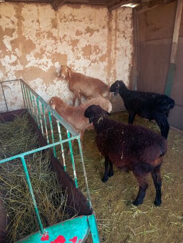 гидропонный корм: Продаю | Баран (самец) | Арашан | Для разведения | Ярка at lalafo.kg гидропонный корм: Продаю | Баран (самец) | Арашан | Для разведения | Ярка