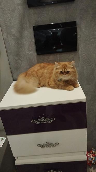 pisi: 7aylıqdır. Erkek Perv cinsidir. Peyvendleri olunub. Agilli mehriban — 2