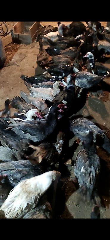 Ördəklər: - Növ: Lal ördək, amerikan sortu (Muscovy ducks). - Rənglər: tünd, ağ — 14