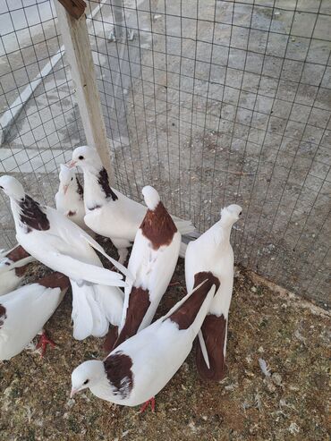 Göyərçinlər: Məhsul: Bəzək və uçuş üçün göyərçinlər Təsvir: - Növ — 2