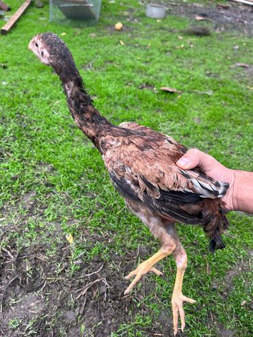 Cücələr: Toyuq cücələri, Damazlıq — 11