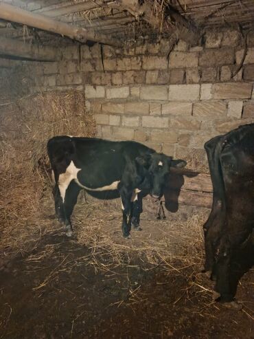 inək şves: Dişi, il: 6, 250 kq, Südlük