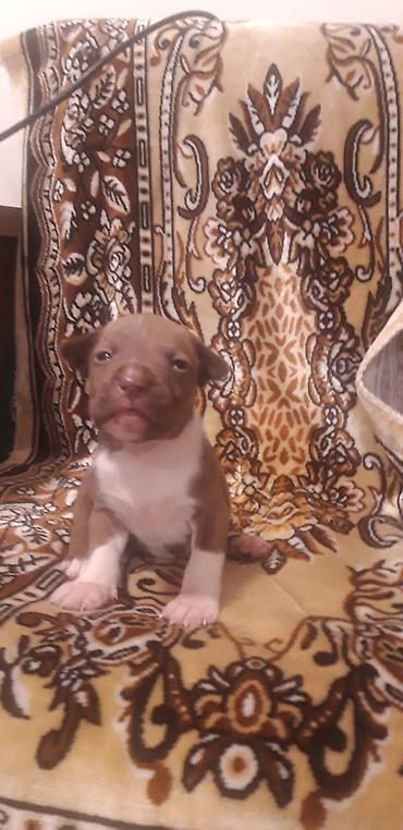 İtlər: Pitbul — 4