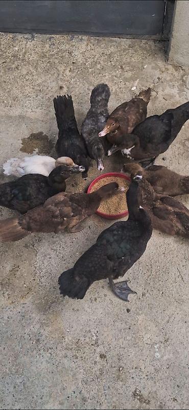 bengal cat: Salam Aleykum 2 Ay Yarimliq 4 Krasnadar 4 ZümRüD 1 Macar 1 — 2