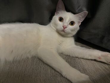 кошка с разными глазами: Ит кууту: Ангор, Ургаачы, 1 жаш, Эмделген, Ак
