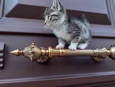 Günlük kirayə evlər: 200 kv. m, 3 otaqlı, Qaz, İşıq, Su — 13