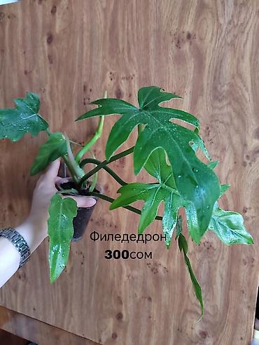 Другие комнатные растения: Комнатные растения — саженцы и черенки. 1) Живое дерево (лечебное) — — 6