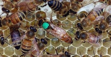 Ana arı bakfast F1 ana arılar satılır Rəngli və Nömrəli var. Ana