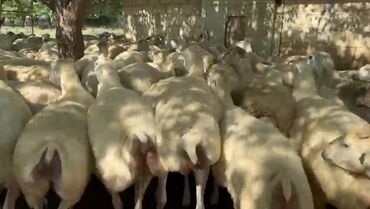 19 iyul 500 baş qardolaq sortu satlır nomre sefde var boxaz şişgler