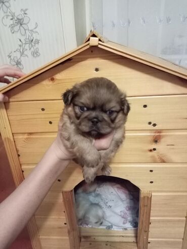 pitbull iti haqqinda melumat: Pekines, 1 ay, Erkek, Ödənişli çatdırılma, Ünvandan götürmə